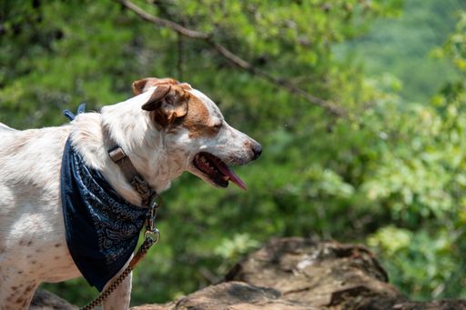 A beautiful Jack Russell Terrier hunting dog with a blue bandana as a collar walking in the park