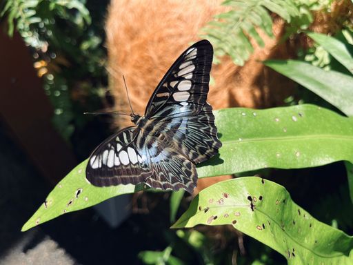 A stunning black, white, and blue butterfly with intricate patterns rests gracefully on a vibrant green leaf, surrounded by lush foliage.