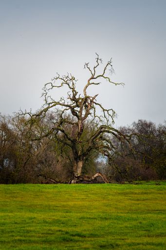 A solitary, gnarled tree stands in a lush green field under a cloudy sky, showcasing the beauty of nature's resilience.