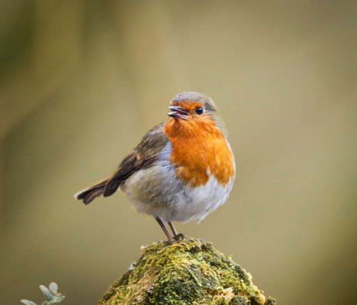 A vibrant European robin perched on a mossy branch, displaying its striking red breast against a soft, blurred background.