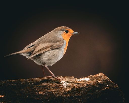 A robin perched on a log against a dark background, showcasing its vibrant orange breast and detailed feathers.