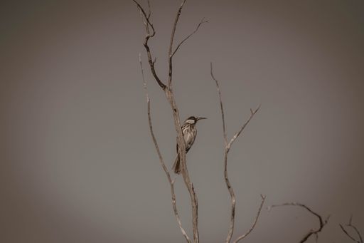 A closeup shot of a cute sparrow bird on dry small branches in a light brown background