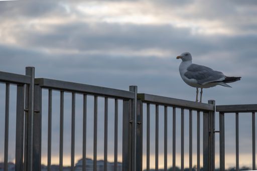 A seagull perched on a railing against a gloomy sunset sky