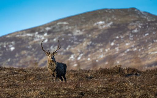 A majestic stag stands in a grassy field with a mountainous backdrop under a clear blue sky.