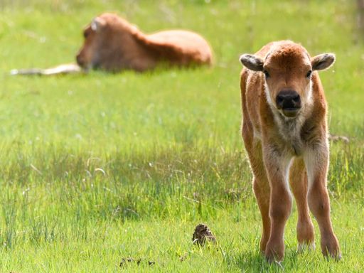A selective focus shot of a little calf grazing in the field