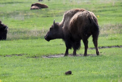 A selective focus shot of a bison grazing in the field