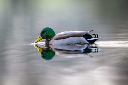 A mallard duck gliding gracefully on calm water with a perfect reflection, showcasing its vibrant green head and yellow bill.
