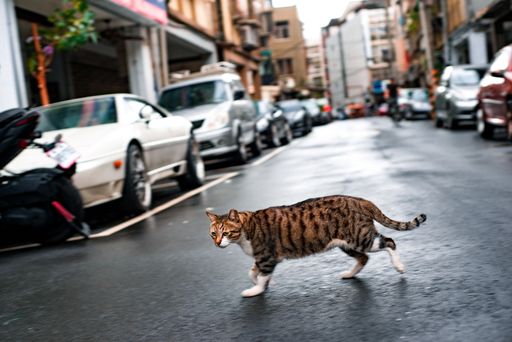 A striped cat crossing the road surrounded by buildings and cars under the sunlight