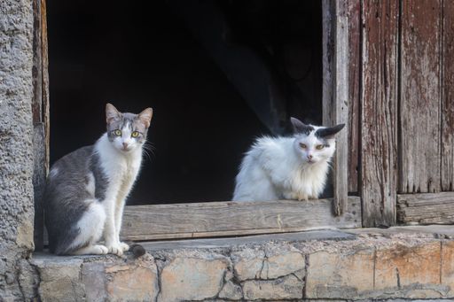 Two cats sitting on a rustic window ledge of an old wooden building, with one gray and white and the other black and white, looking curiously.
