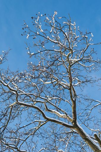 A vertical low angle of bare tree branches covered in frost under the sunlight and a blue sky