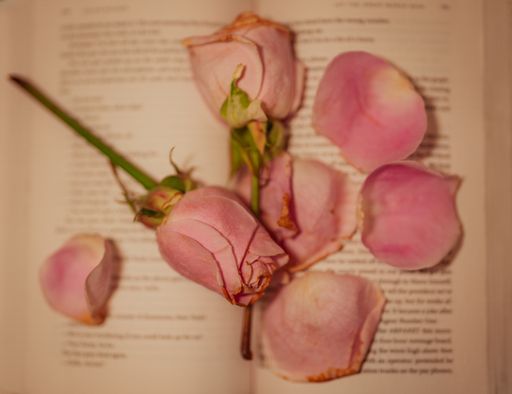 A closeup shot of beautiful pink rose petals on an open book