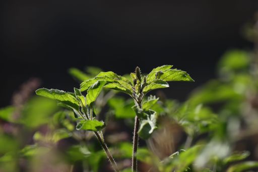 Close-up of vibrant green leaves against a dark blurred background, showcasing nature's detail and beauty.