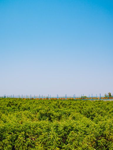 A vertical shot of a green field under the clear skies