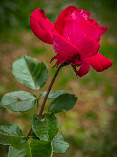 Red rose blooming in August