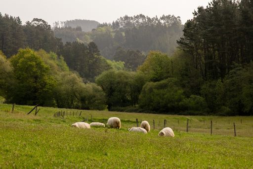 A green pasture and resting sheep on the grass