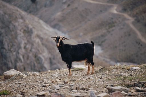 A closeup shot of a black goat on a mountain looking at the camera