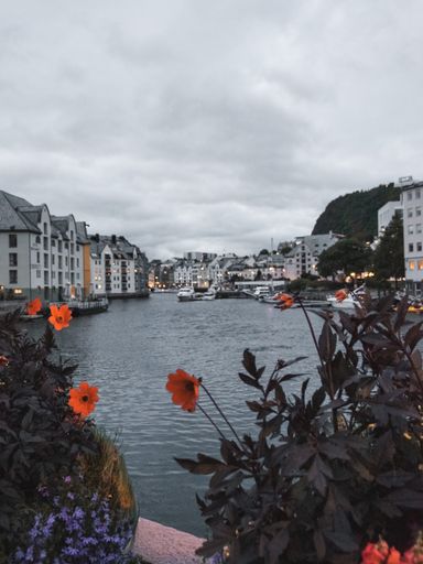 Red flowers blooming in front of the lake surrounded by the city buildings in Alesund, Norway
