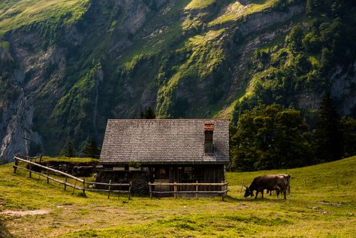 A small farm with cows pasturing outdoors and a verdurous cliff in the background