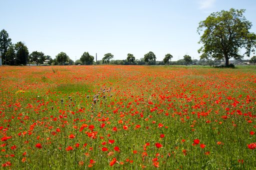 A high angle shot of a flat field full of red poppies and green trees in the background