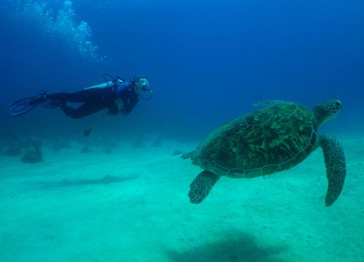 A scenic view of a sea turtle with a scuba diver background swimming on the sea