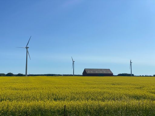 Wind turbines in a vibrant yellow field under a clear blue sky with a red barn in the distance, showcasing renewable energy in a rural setting.