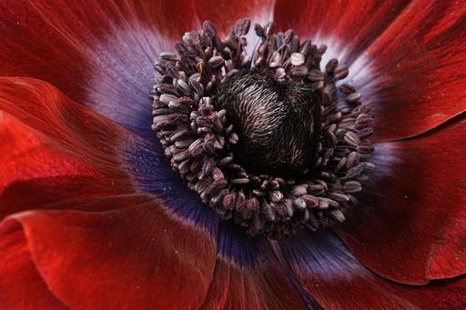 Close-up of a vibrant red flower with intricate details of petals and center, showcasing nature's beauty.
