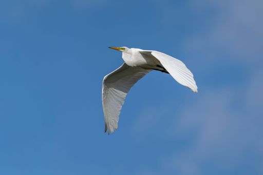 A majestic white egret soaring through a clear blue sky on a sunny day.