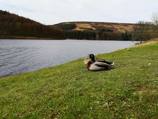 A beautiful shot of two ducks resting on grass in front of the river surrounded by mountains