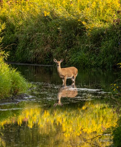 A beautiful, cute deer standing in a narrow river