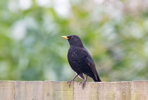 A blackbird perched on a wooden fence with a blurred green background