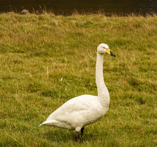 A white tundra swan walking in a green grassy field