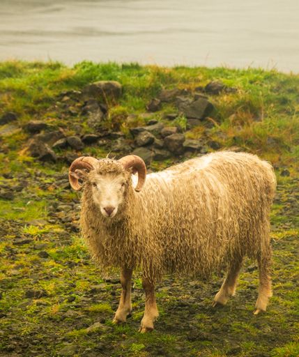 A vertical shot of a white sheep in the pasture during daytime