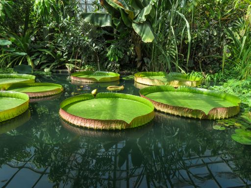 Large green lily pads floating on a tranquil pond surrounded by lush tropical foliage in a greenhouse setting.