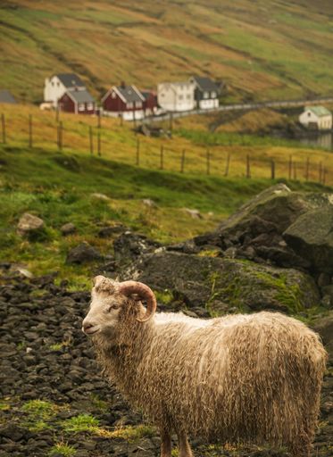 A vertical shot of a white sheep in the pasture during daytime