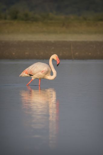 A vertical shot of a beautiful flamingo in the lake