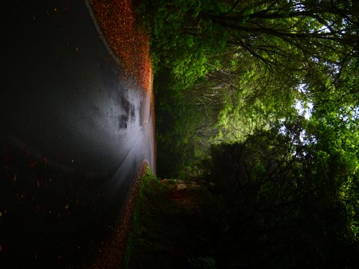 a vertical shot of road in forest with green trees, foliage on ground after rain