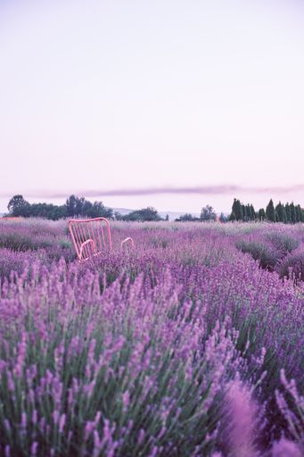 A vertical shot of the pink chair on a lavender field - great for wallpaper
