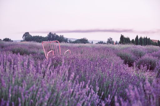A scenic view of the pink chair on a lavender field - great for wallpaper