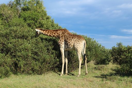 A giraffe eating leaves in a safari under the sunlight and a blue cloudy sky