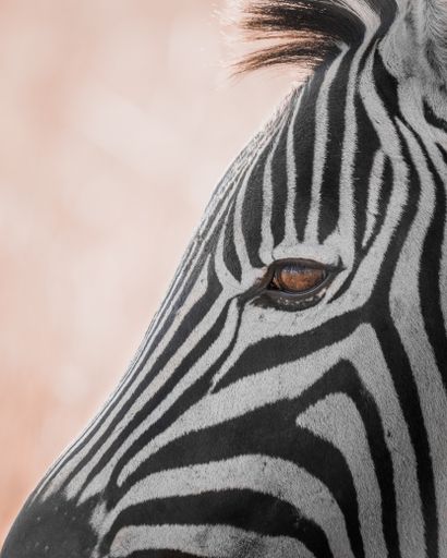 An abstract photo of a zebra in South Africa's Rietvlei Nature Reserve.