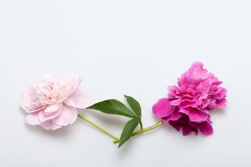 A top view shot of pink and white peony flowers on a white background