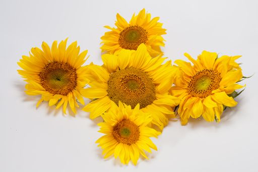 A closeup shot of sunflowers isolated on a white background