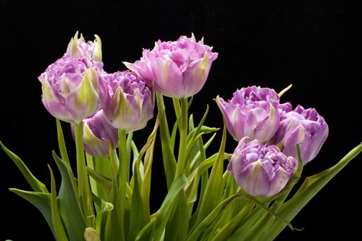 A closeup shot of purple tulips isolated on a black background