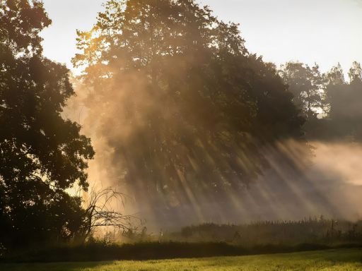 Sunbeams filtering through trees in a misty forest, creating a serene and ethereal landscape.