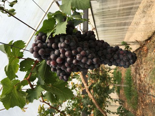 A closeup shot of a vase  of grapes in a vineyard
