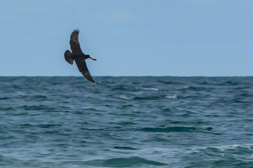 A black bird with a red beak flying over the ocean against a clear blue sky.