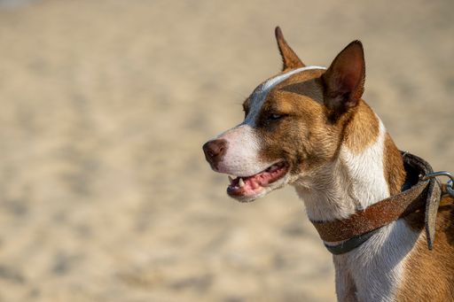 A portrait of a cute brown and white dog on the sandy beach