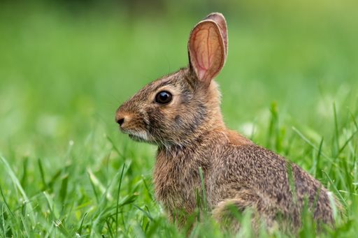 A selective focus shot of a rabbit in the greenery at daylight