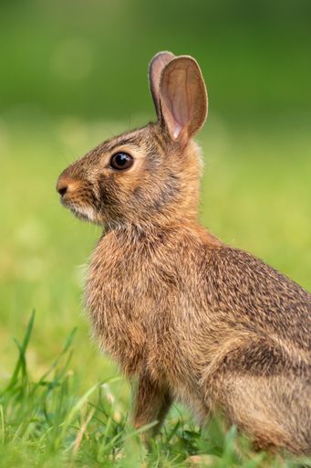 A vertical selective focus shot of a rabbit in the greenery at daylight