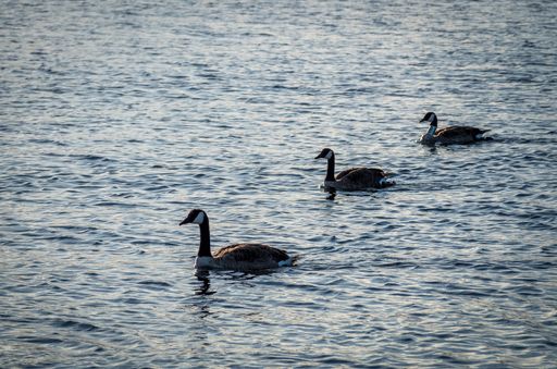 The three Canadian geese gracefully swim in a calm lake at sunset, creating a serene and peaceful scene.